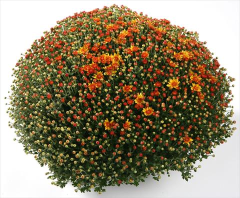 photo of flower to be used as: Pot and bedding Chrysanthemum Belgian Santana