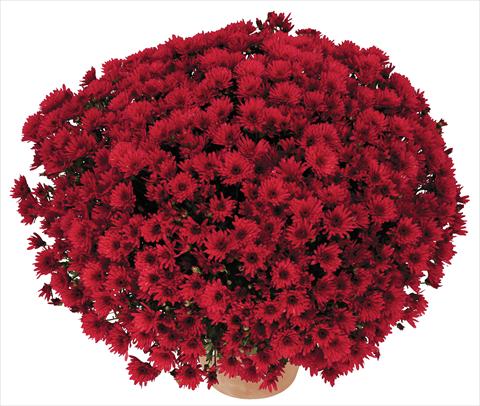 photo of flower to be used as: Pot and bedding Chrysanthemum Golette Balma Rouge