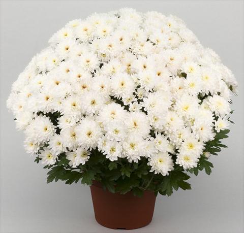 photo of flower to be used as: Pot and bedding Chrysanthemum Golette Borea Blanc