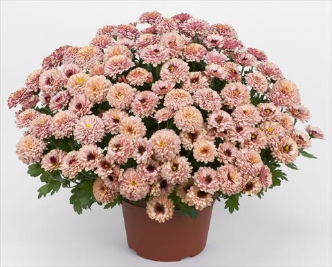 photo of flower to be used as: Pot and bedding Chrysanthemum Golette Rasta Cerise