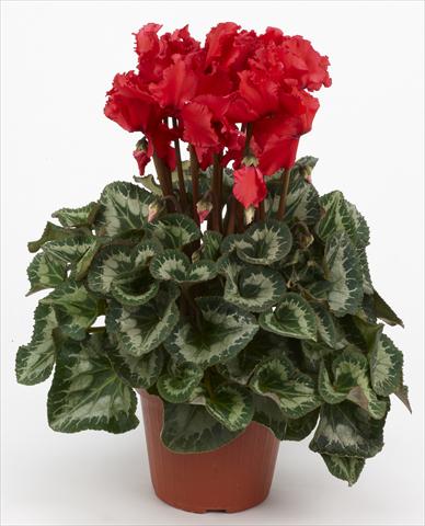 photo of flower to be used as: Basket / Pot Cyclamen persicum Halios® Curly Écarlate
