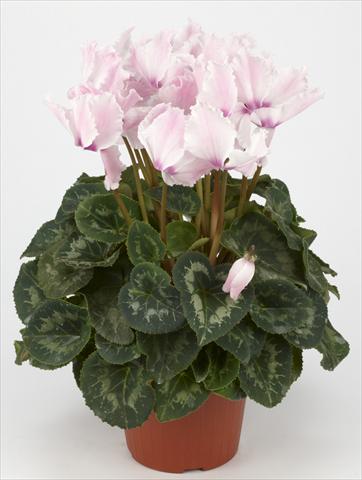 photo of flower to be used as: Basket / Pot Cyclamen persicum Halios® Curly Fuchsia Clair e Flammé