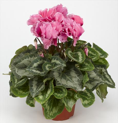 photo of flower to be used as: Basket / Pot Cyclamen persicum Halios® Curly Fuchsia