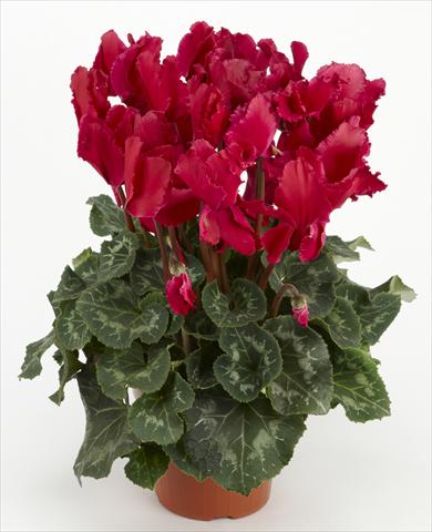 photo of flower to be used as: Basket / Pot Cyclamen persicum Halios® Curly Magenta