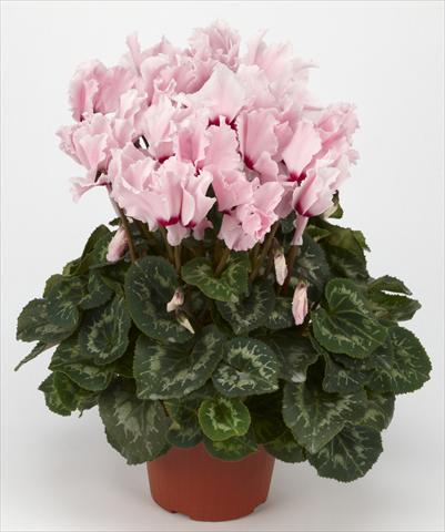 photo of flower to be used as: Basket / Pot Cyclamen persicum Halios® Curly Rose Clair à Oeil rouge