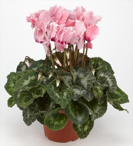 photo of flower to be used as: Basket / Pot Cyclamen persicum Halios® Curly Rose saumoné e Flammé