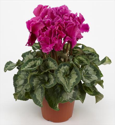 photo of flower to be used as: Basket / Pot Cyclamen persicum Halios® Curly Violet Foncé liseré