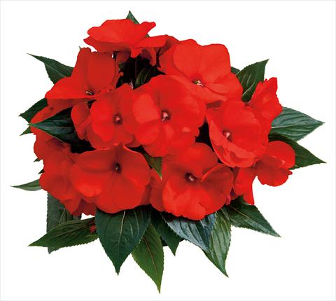photo of flower to be used as: Pot, bedding, patio, basket Impatiens N. Guinea Paradise Mauri