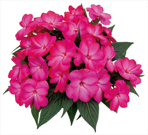 photo of flower to be used as: Pot, bedding, patio, basket Impatiens N. Guinea Paradise Nagena
