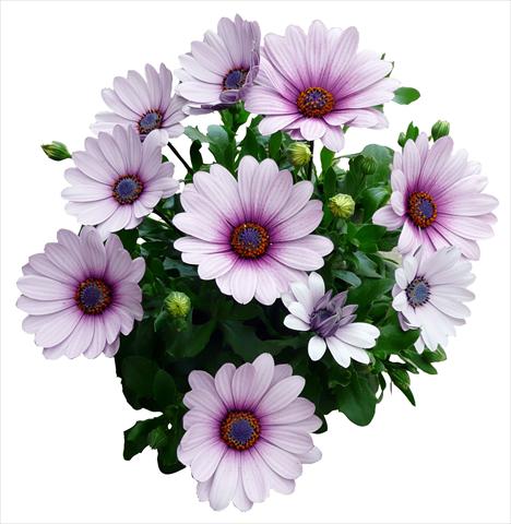 photo of flower to be used as: Pot and bedding Osteospermum Cape Daisy Purple Illumination