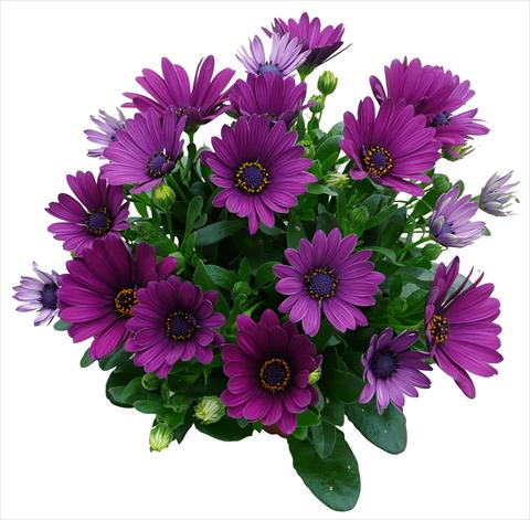 photo of flower to be used as: Pot and bedding Osteospermum Cape Daisy Purple
