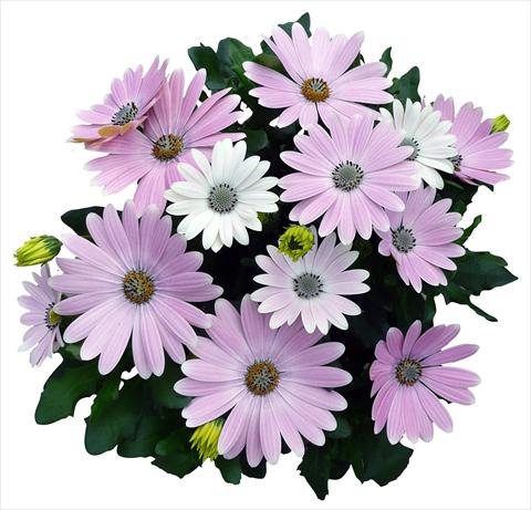 photo of flower to be used as: Pot and bedding Osteospermum Cape Daisy Softly Pink