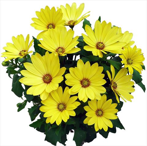 photo of flower to be used as: Pot and bedding Osteospermum Cape Daisy Yellow Halo