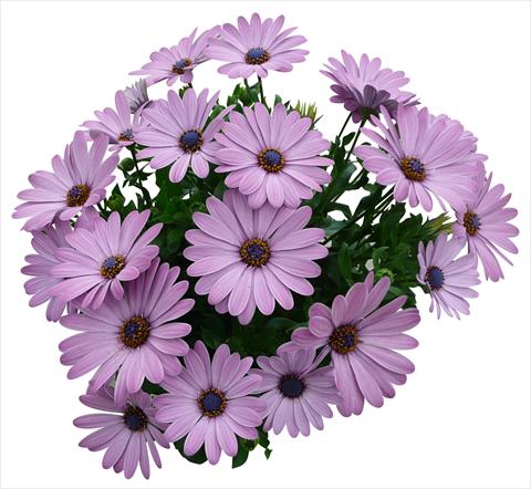 photo of flower to be used as: Pot and bedding Osteospermum Cape Daisy Zanzibar Pink