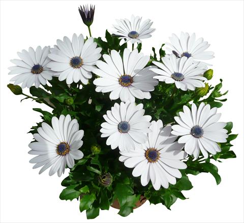photo of flower to be used as: Pot and bedding Osteospermum Cape Daisy Zanzibar White
