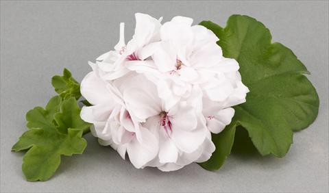 photo of flower to be used as: Pot, patio, basket Pelargonium peltatum White Pearl