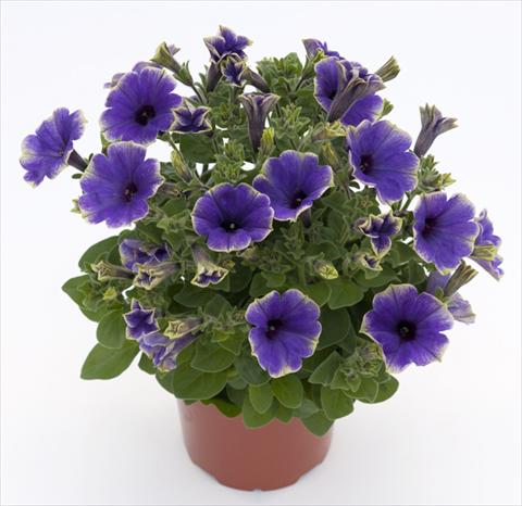 photo of flower to be used as: Pot, bedding, patio, basket Petunia Moonlight