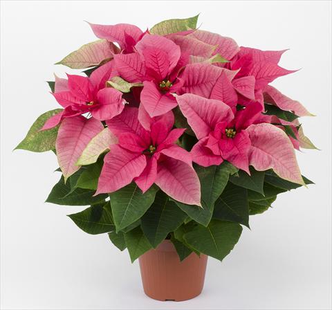 photo of flower to be used as: Pot Poinsettia - Euphorbia pulcherrima Allegra Rosa