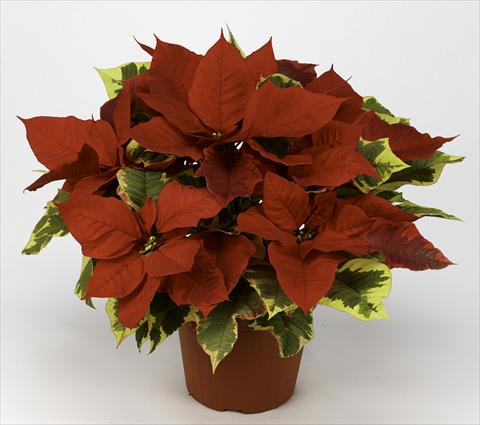 photo of flower to be used as: Pot Poinsettia - Euphorbia pulcherrima Primero Red Tapestry