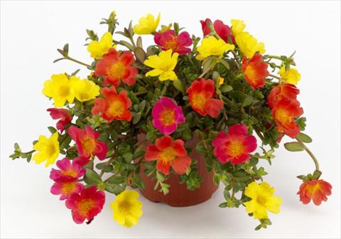 photo of flower to be used as: Bedding, patio, basket Portulaca Duna® Explosive