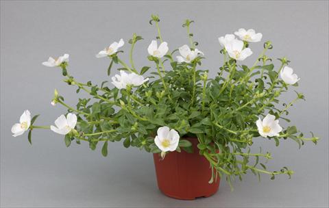 photo of flower to be used as: Bedding, patio, basket Portulaca Duna® White Improved