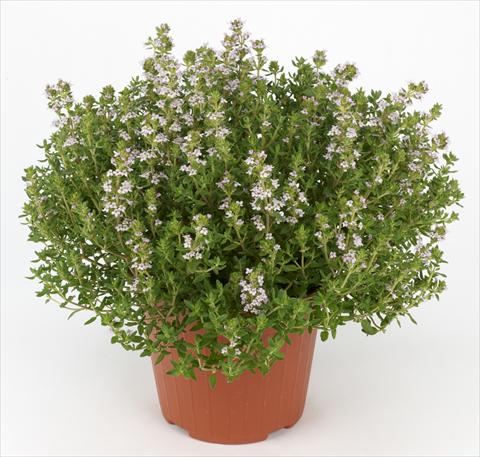 photo of flower to be used as: Pot and bedding Thymus vulgaris Ah...Roma Thymus Compactus
