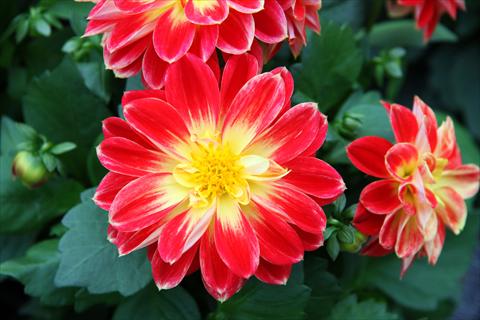 photo of flower to be used as: Pot and bedding Dahlia Imagine Power® Yellow Red