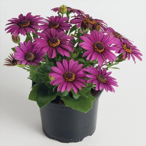 photo of flower to be used as: Pot and bedding Osteospermum ecklonis Astra Purple