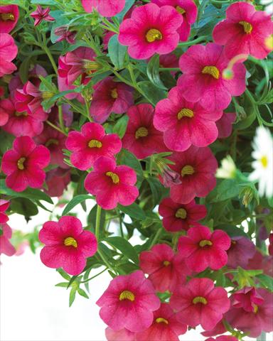 photo of flower to be used as: Pot, bedding, patio, basket Calibrachoa Million Bells® Compact Cherry