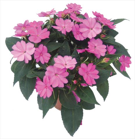 photo of flower to be used as: Pot, bedding, patio, basket Impatiens N. Guinea SunPatiens® Compact Lilac