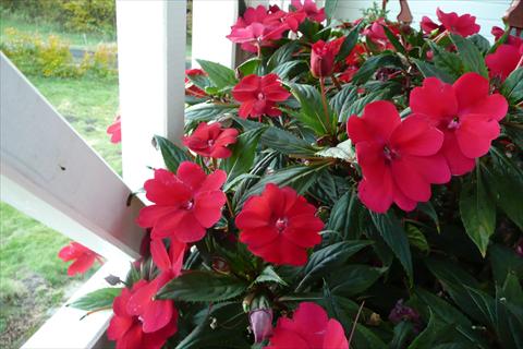 photo of flower to be used as: Pot, bedding, patio, basket Impatiens N. Guinea SunPatiens® Spreading Carmine Red