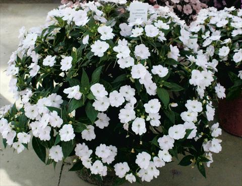 photo of flower to be used as: Pot, bedding, patio, basket Impatiens N. Guinea SunPatiens® White