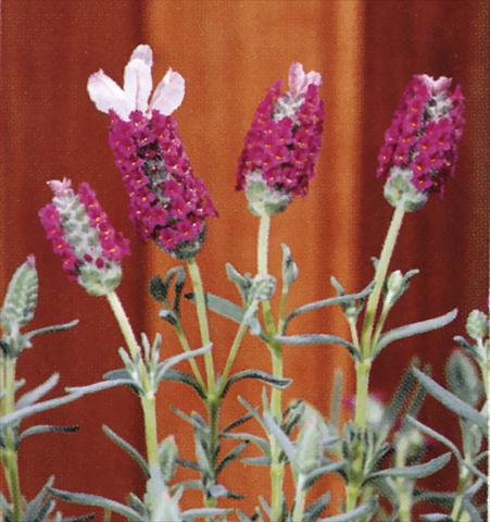 photo of flower to be used as: Pot and bedding Lavandula stoechas Madrid Pink