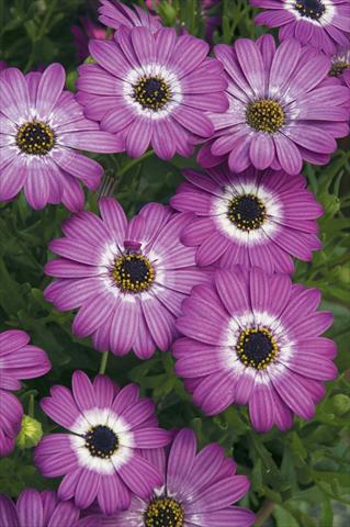 photo of flower to be used as: Pot and bedding Osteospermum ecklonis Cape Daisy Dodoma Purple