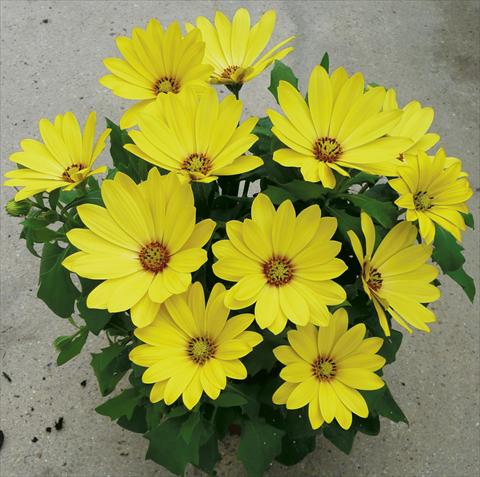 photo of flower to be used as: Pot and bedding Osteospermum ecklonis Cape Daisy Yellow Halo
