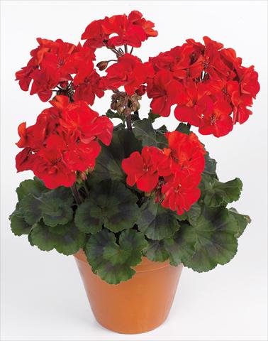 photo of flower to be used as: Pot, bedding, patio Pelargonium zonale pac® Abelina