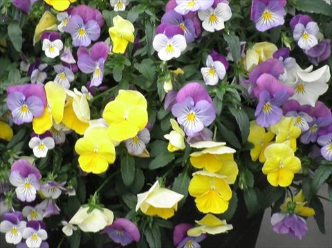photo of flower to be used as: Pot and bedding Viola cornuta Superba F1