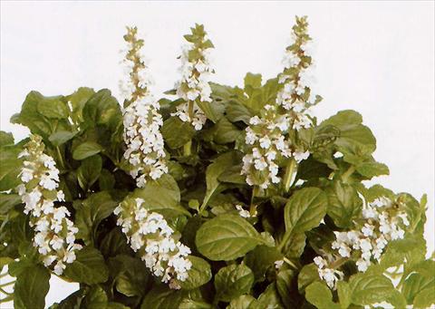 photo of flower to be used as: Pot and bedding Ajuga reptans Alba