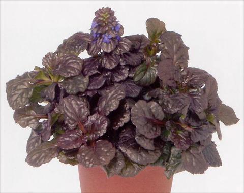 photo of flower to be used as: Pot and bedding Ajuga reptans Black Scallop
