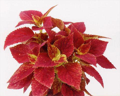 photo of flower to be used as: Pot and bedding Coleus Alabama Sunset