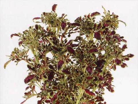 photo of flower to be used as: Pot and bedding Coleus Fire Fingers