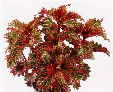 photo of flower to be used as: Pot and bedding Coleus Peters Wonder