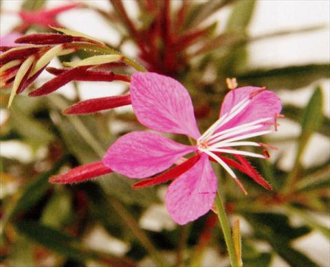 photo of flower to be used as: Bedding / border plant Gaura lindheimeri Pink