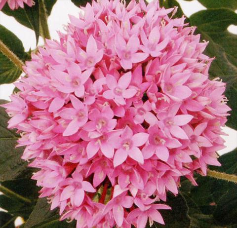 photo of flower to be used as: Pot and bedding Pentas lanceolata Panic Lilac