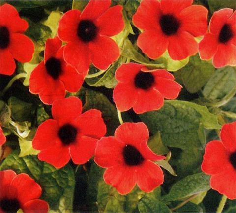 photo of flower to be used as: Basket / Pot Thunbergia alata Arizona Dark Red
