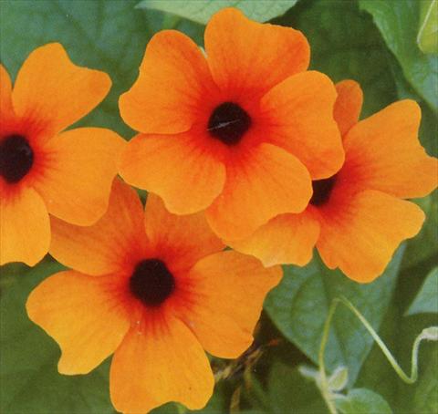 photo of flower to be used as: Basket / Pot Thunbergia alata Sunny Susy Red Orange