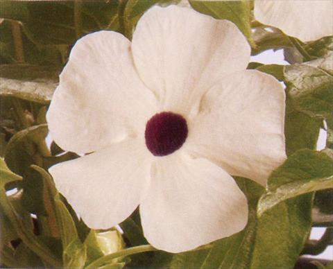 photo of flower to be used as: Basket / Pot Thunbergia alata White
