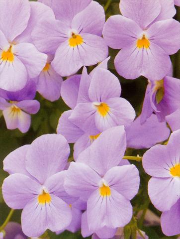 photo of flower to be used as: Pot and bedding Viola hybrida Friolina® Aquamarine Cascadiz
