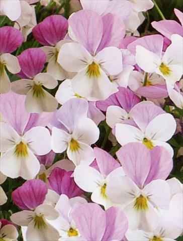 photo of flower to be used as: Pot and bedding Viola hybrida Friolina® Pink White Cascadiz