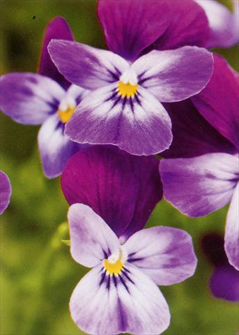 photo of flower to be used as: Pot and bedding Viola hybrida Friolina® Purple Blue Cascadiz